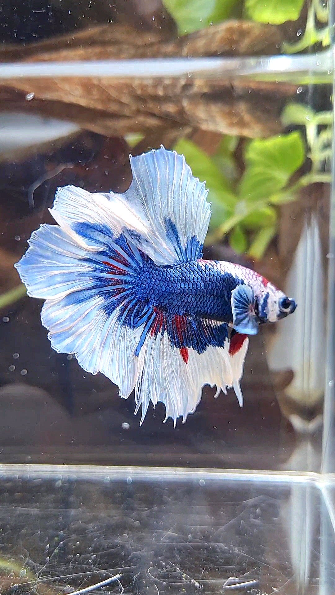 HALFMOON FEATHER TAIL BIG EAR BLUE FANCY PATTERN BETTA FISH