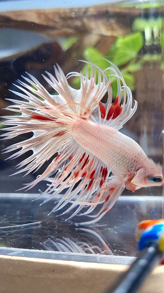 LUXURY CROWNTAIL GOLD ARMAGEDDON BETTA FISH