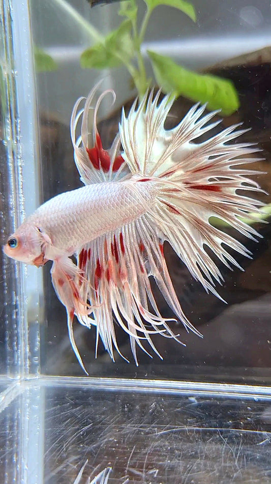 LUXURY CROWNTAIL GOLD ARMAGEDDON BETTA FISH