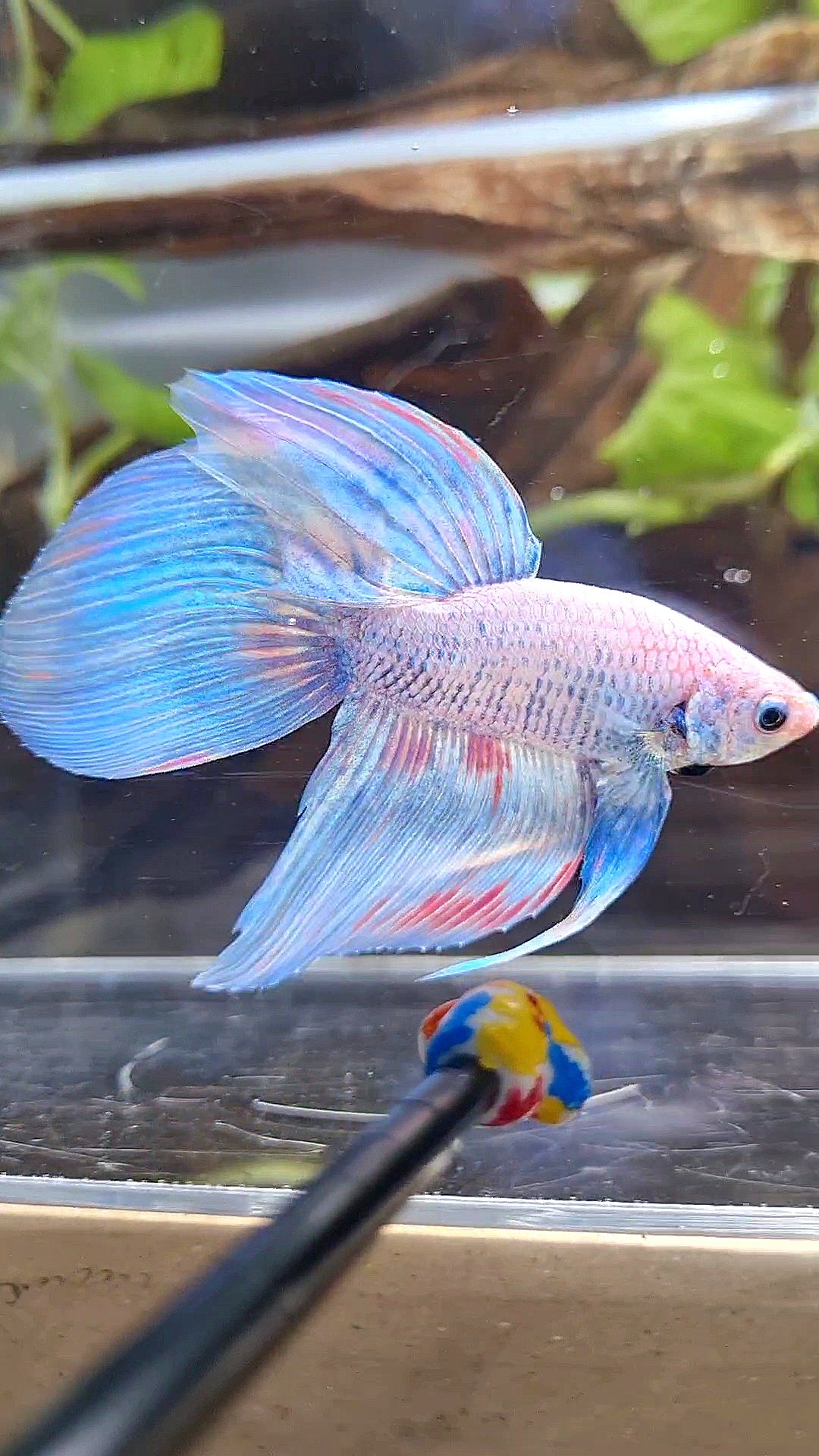 VEILTAIL BLUE SKY GRIZZLE PINK WASH SPLASH BETTA FISH
