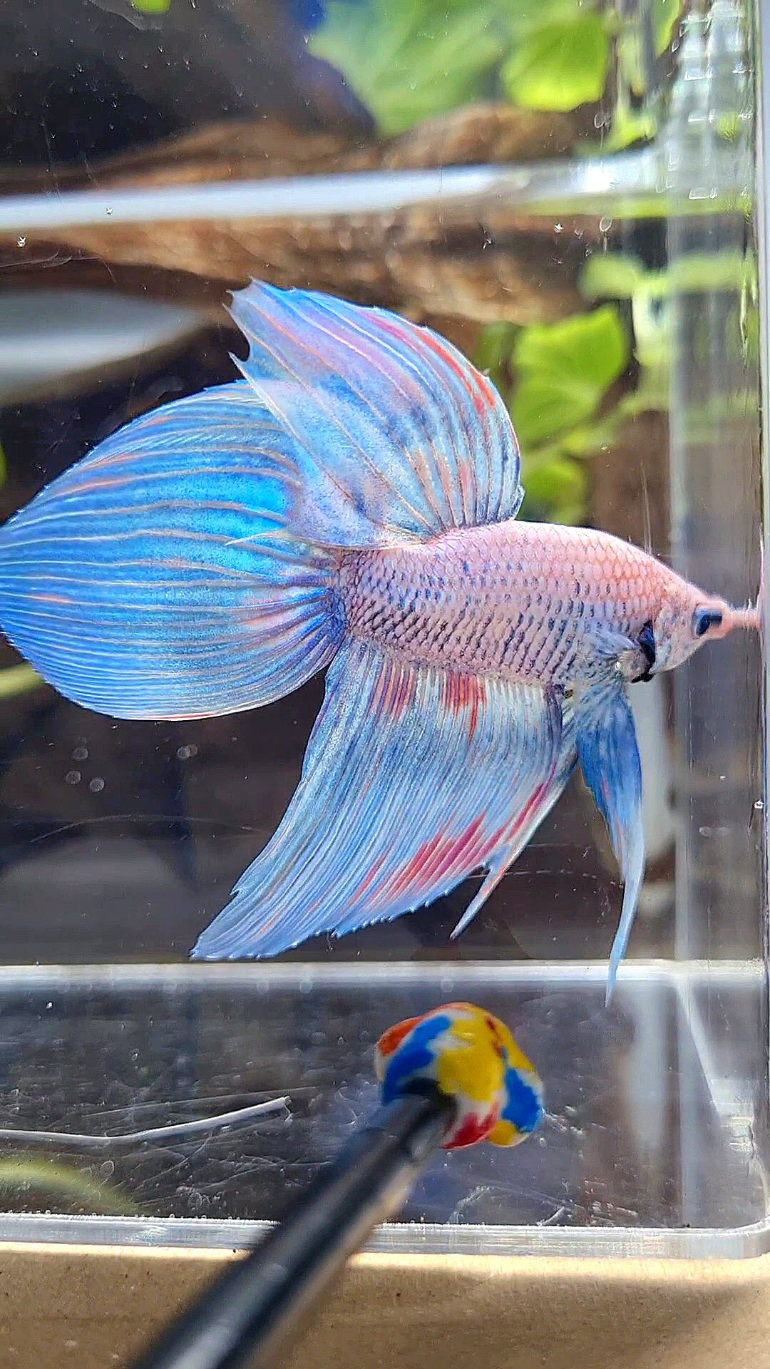 VEILTAIL BLUE SKY GRIZZLE PINK WASH SPLASH BETTA FISH