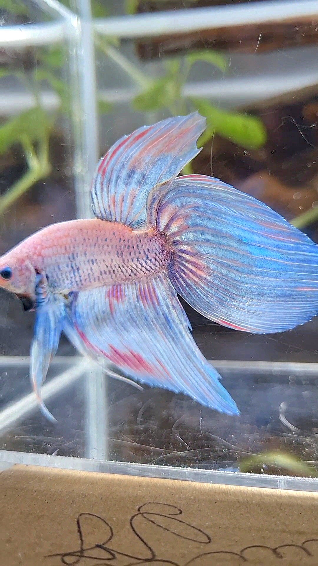 VEILTAIL BLUE SKY GRIZZLE PINK WASH SPLASH BETTA FISH