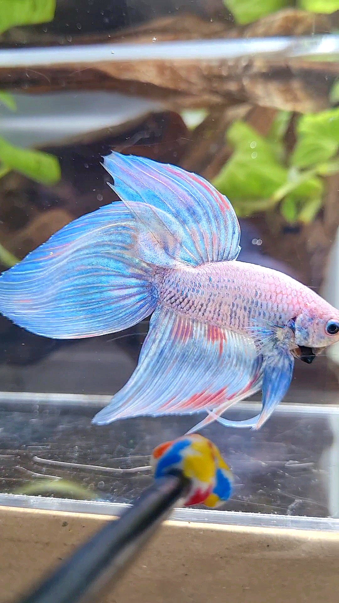VEILTAIL BLUE SKY GRIZZLE PINK WASH SPLASH BETTA FISH