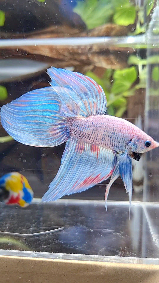 VEILTAIL BLUE SKY GRIZZLE PINK WASH SPLASH BETTA FISH