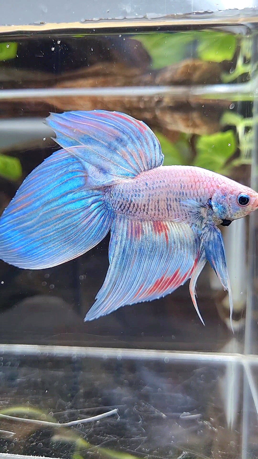 VEILTAIL BLUE SKY GRIZZLE PINK WASH SPLASH BETTA FISH