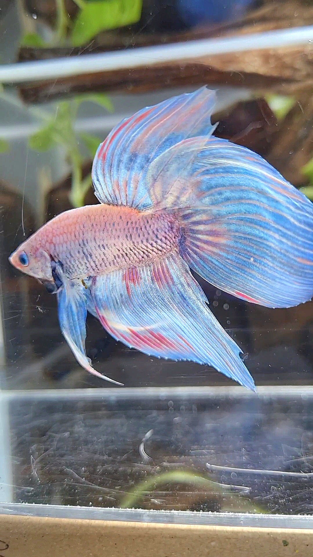 VEILTAIL BLUE SKY GRIZZLE PINK WASH SPLASH BETTA FISH