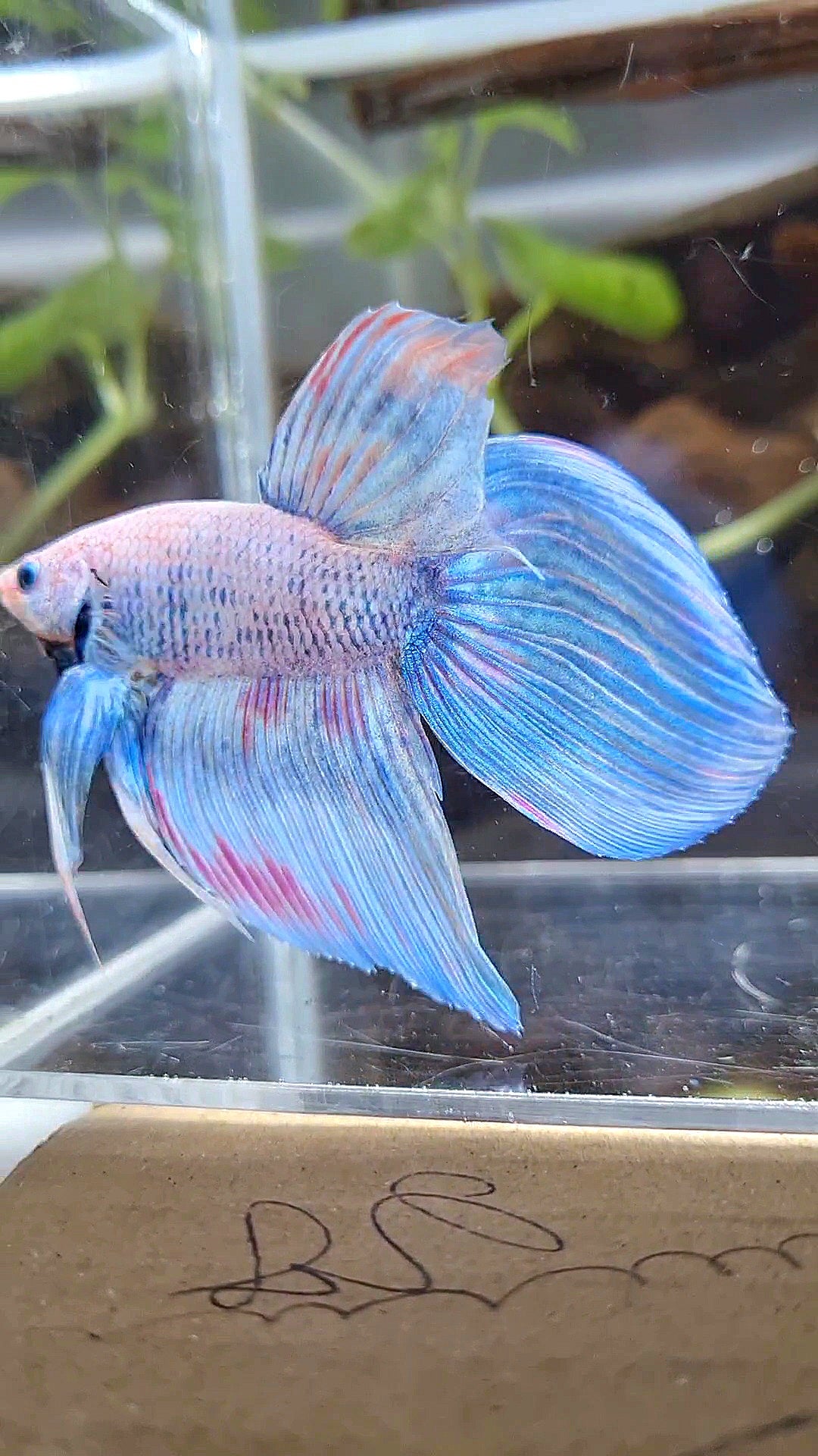 VEILTAIL BLUE SKY GRIZZLE PINK WASH SPLASH BETTA FISH
