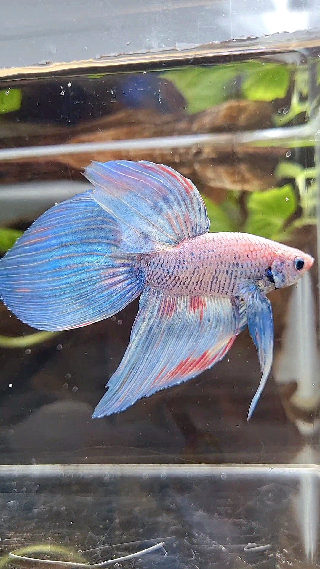 VEILTAIL BLUE SKY GRIZZLE PINK WASH SPLASH BETTA FISH