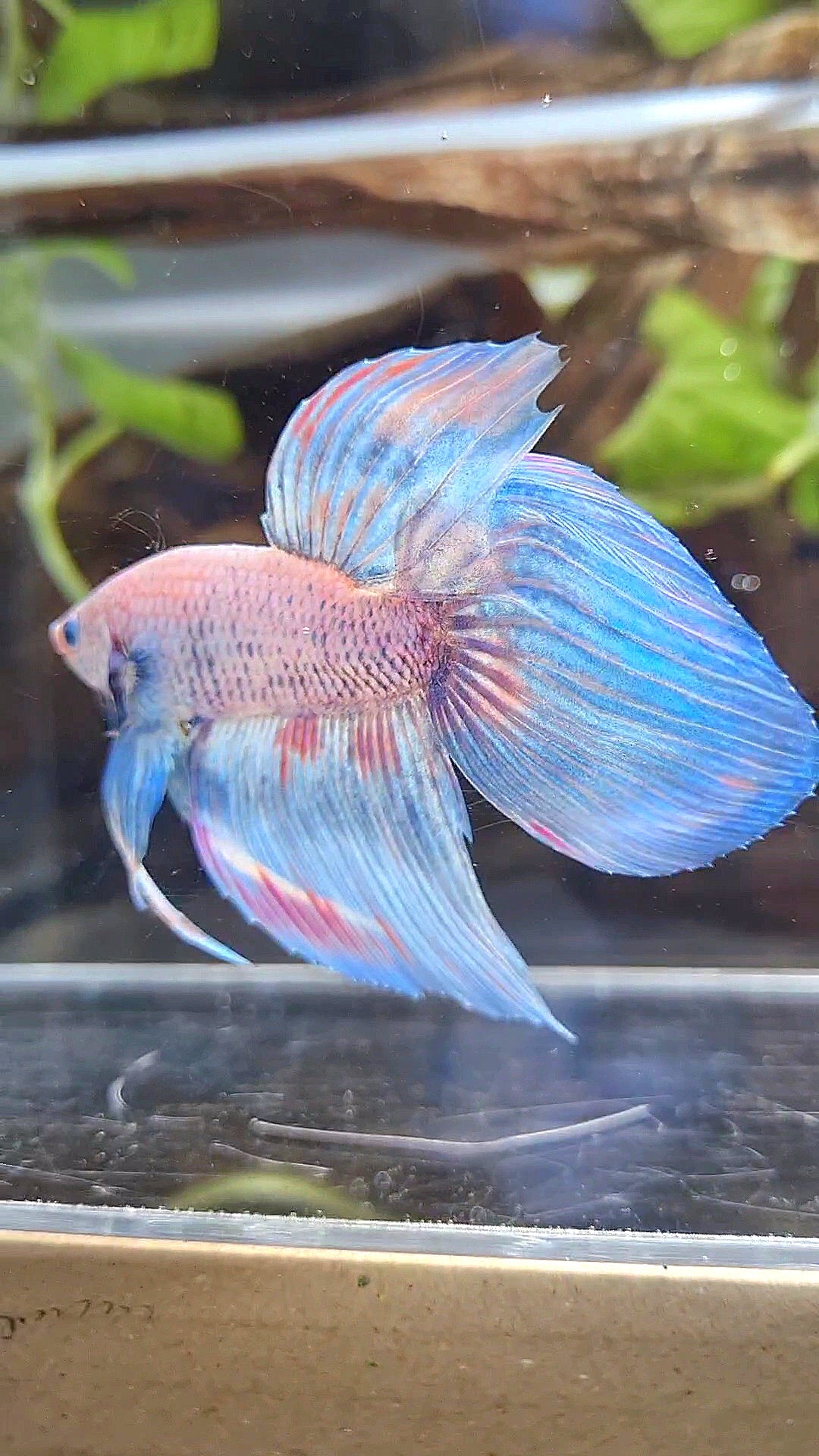 VEILTAIL BLUE SKY GRIZZLE PINK WASH SPLASH BETTA FISH