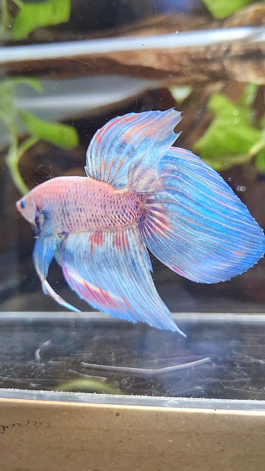VEILTAIL BLUE SKY GRIZZLE PINK WASH SPLASH BETTA FISH