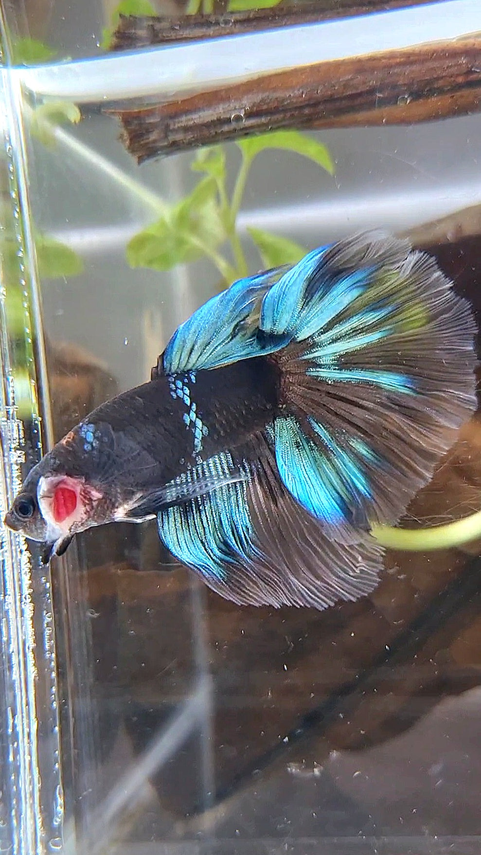 HALFMOON ROSETAIL BLACK AVATAR BLUE BETTA FISH