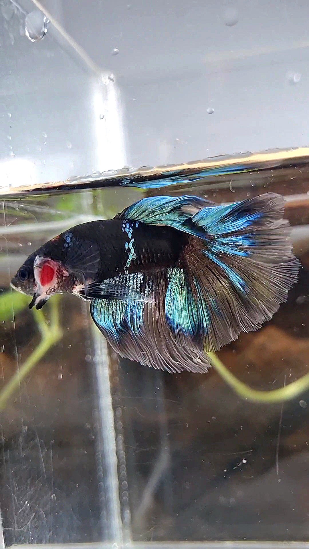 HALFMOON ROSETAIL BLACK AVATAR BLUE BETTA FISH