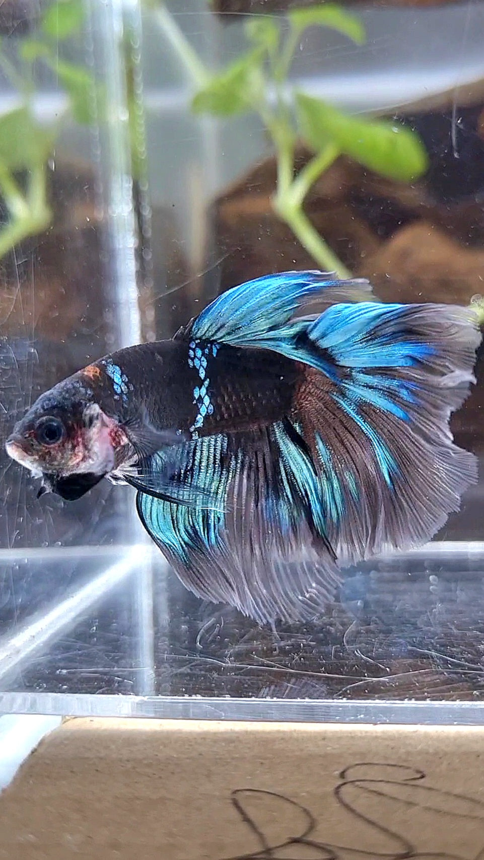 HALFMOON ROSETAIL BLACK AVATAR BLUE BETTA FISH