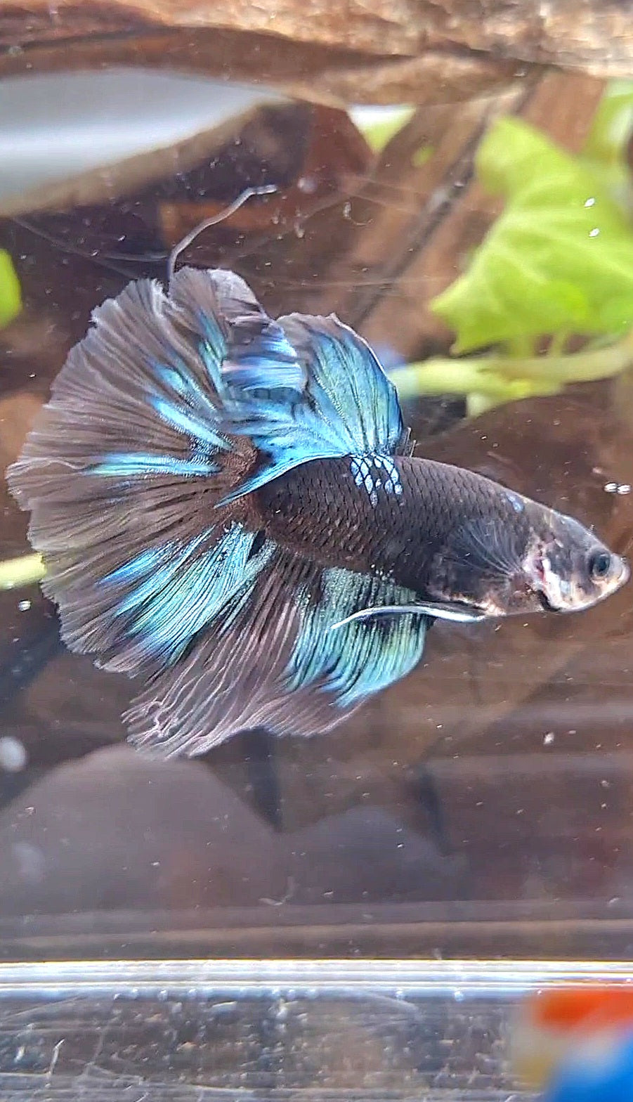 HALFMOON ROSETAIL BLACK AVATAR BLUE BETTA FISH