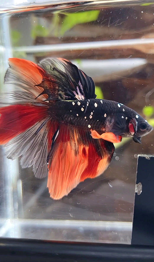 HALFMOON ROSETAIL BLACK GALAXY COPPER AVATAR NEMO BETTA FISH