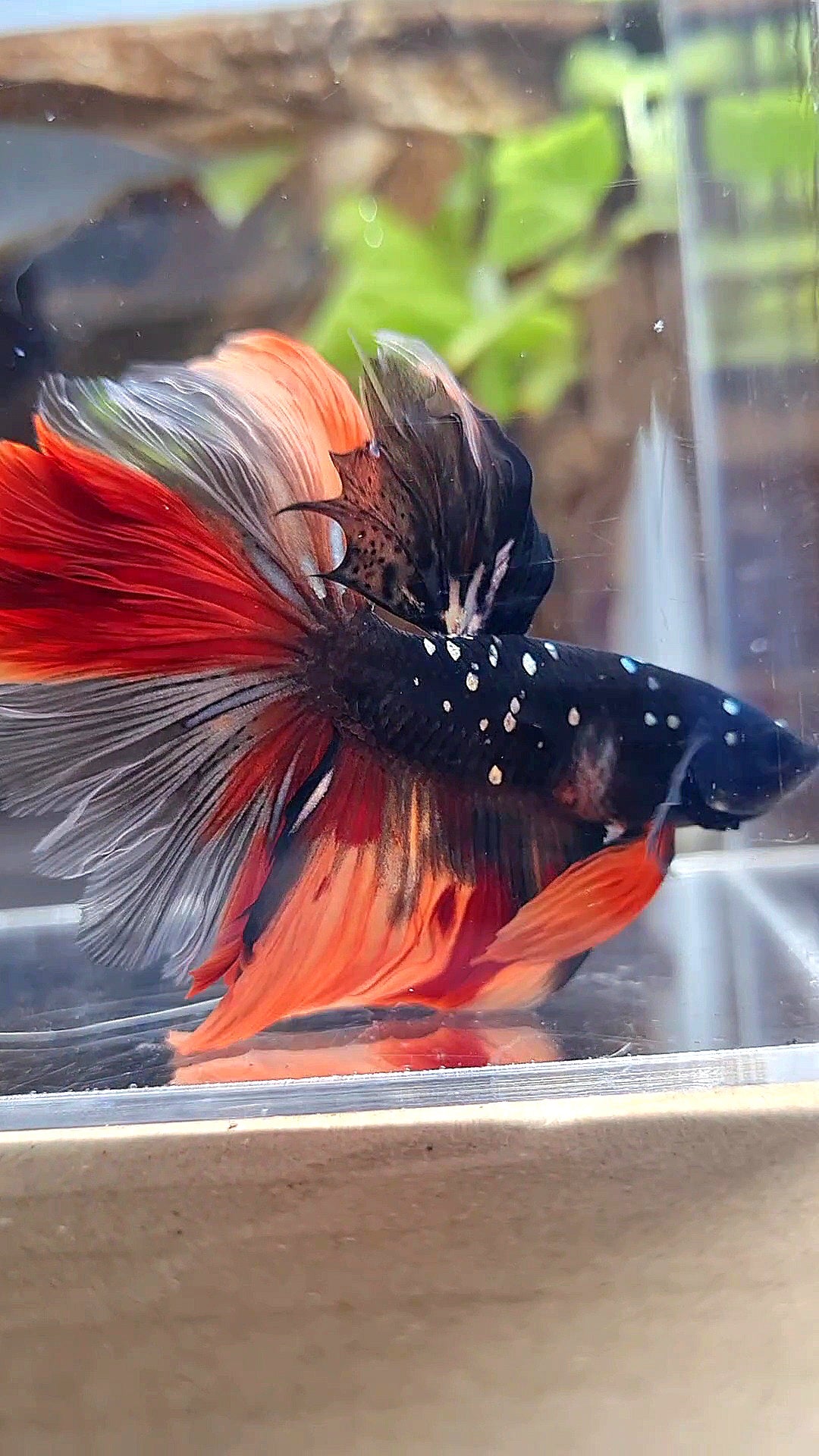 HALFMOON ROSETAIL BLACK GALAXY COPPER AVATAR NEMO BETTA FISH
