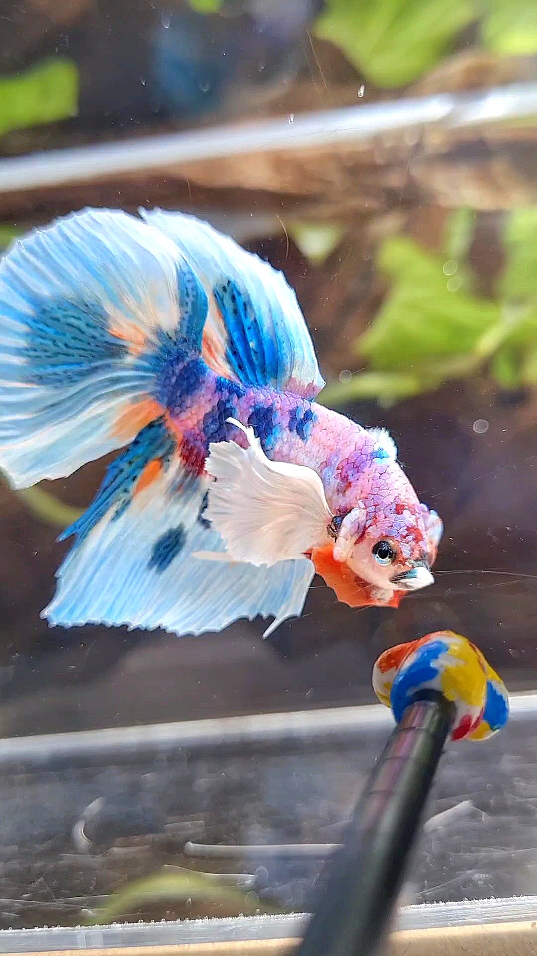 HALFMOON DUMBO EAR PURPLE CANDY BLUE MARBLE MULTICOLOR BETTA FISH