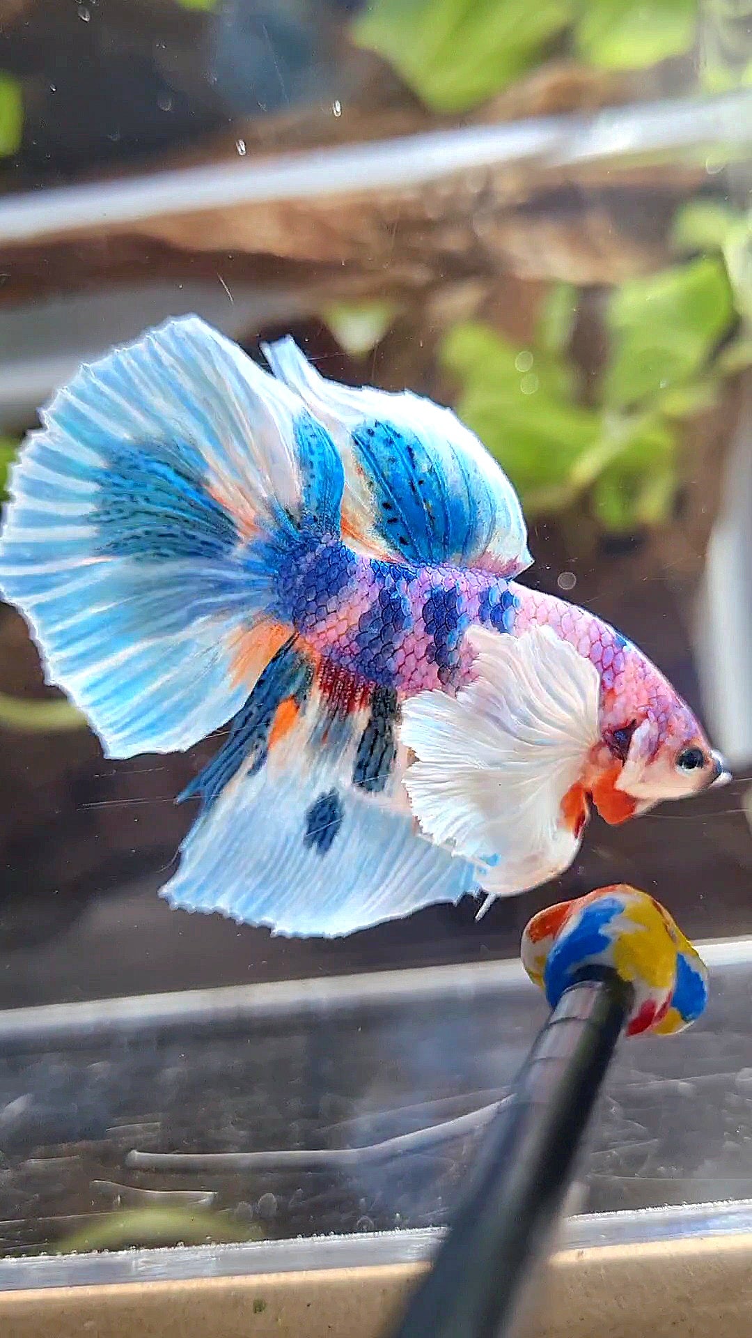 HALFMOON DUMBO EAR PURPLE CANDY BLUE MARBLE MULTICOLOR BETTA FISH