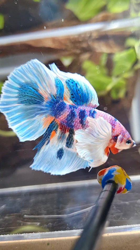 HALFMOON DUMBO EAR PURPLE CANDY BLUE MARBLE MULTICOLOR BETTA FISH