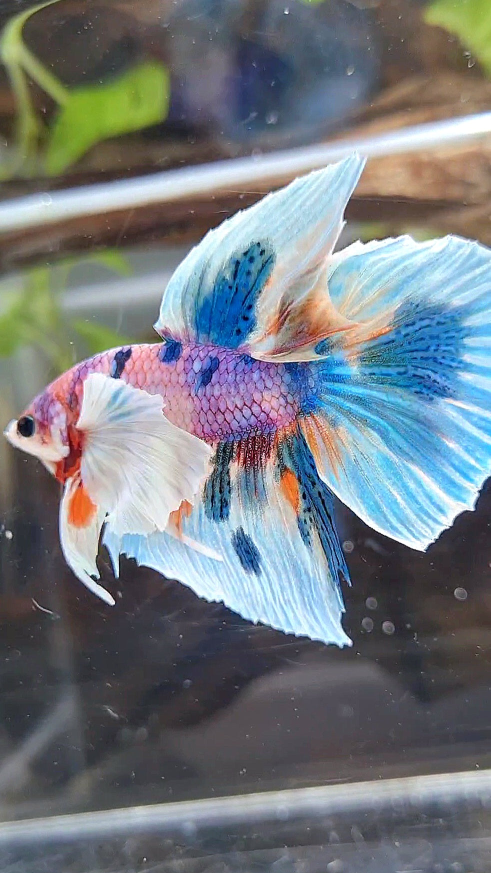 HALFMOON DUMBO EAR PURPLE CANDY BLUE MARBLE MULTICOLOR BETTA FISH