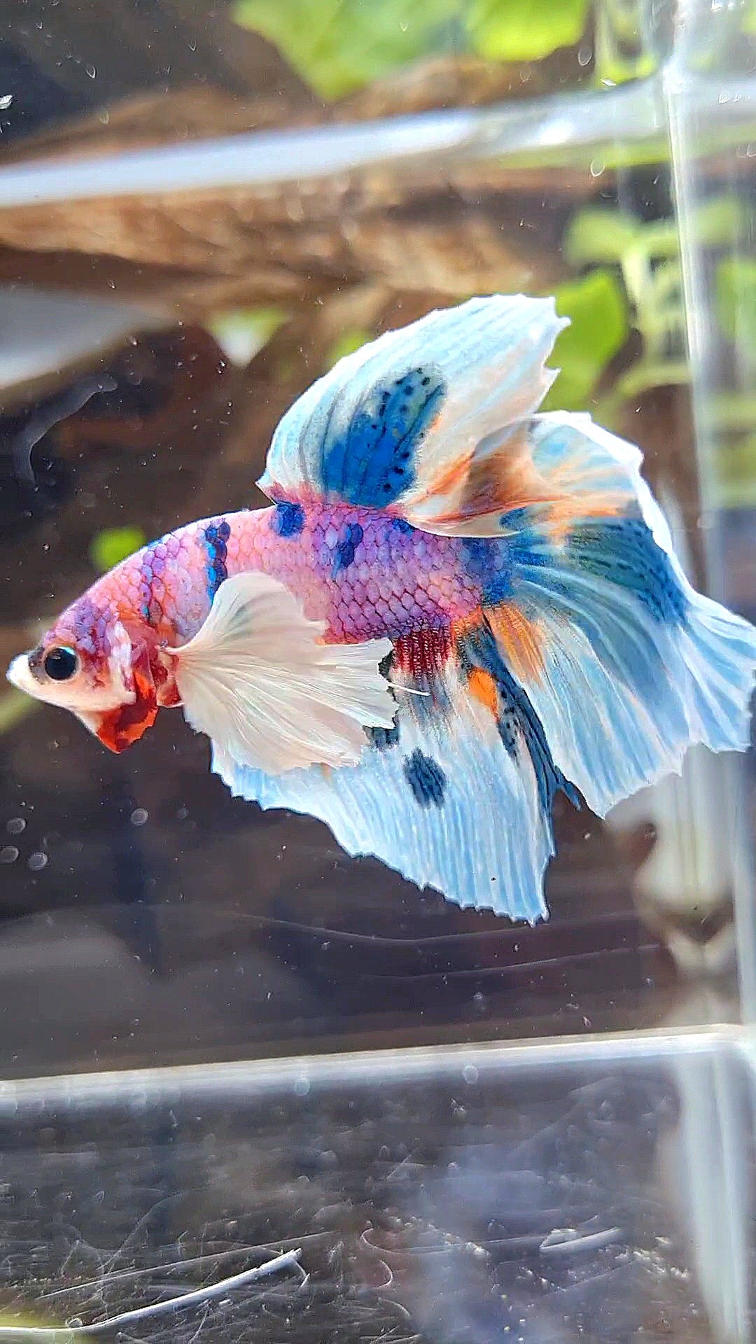 HALFMOON DUMBO EAR PURPLE CANDY BLUE MARBLE MULTICOLOR BETTA FISH