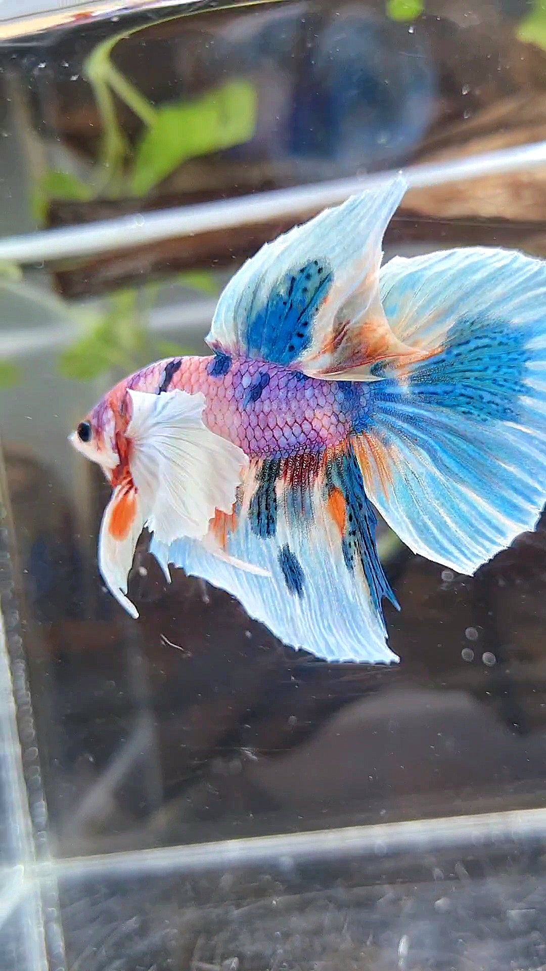 HALFMOON DUMBO EAR PURPLE CANDY BLUE MARBLE MULTICOLOR BETTA FISH
