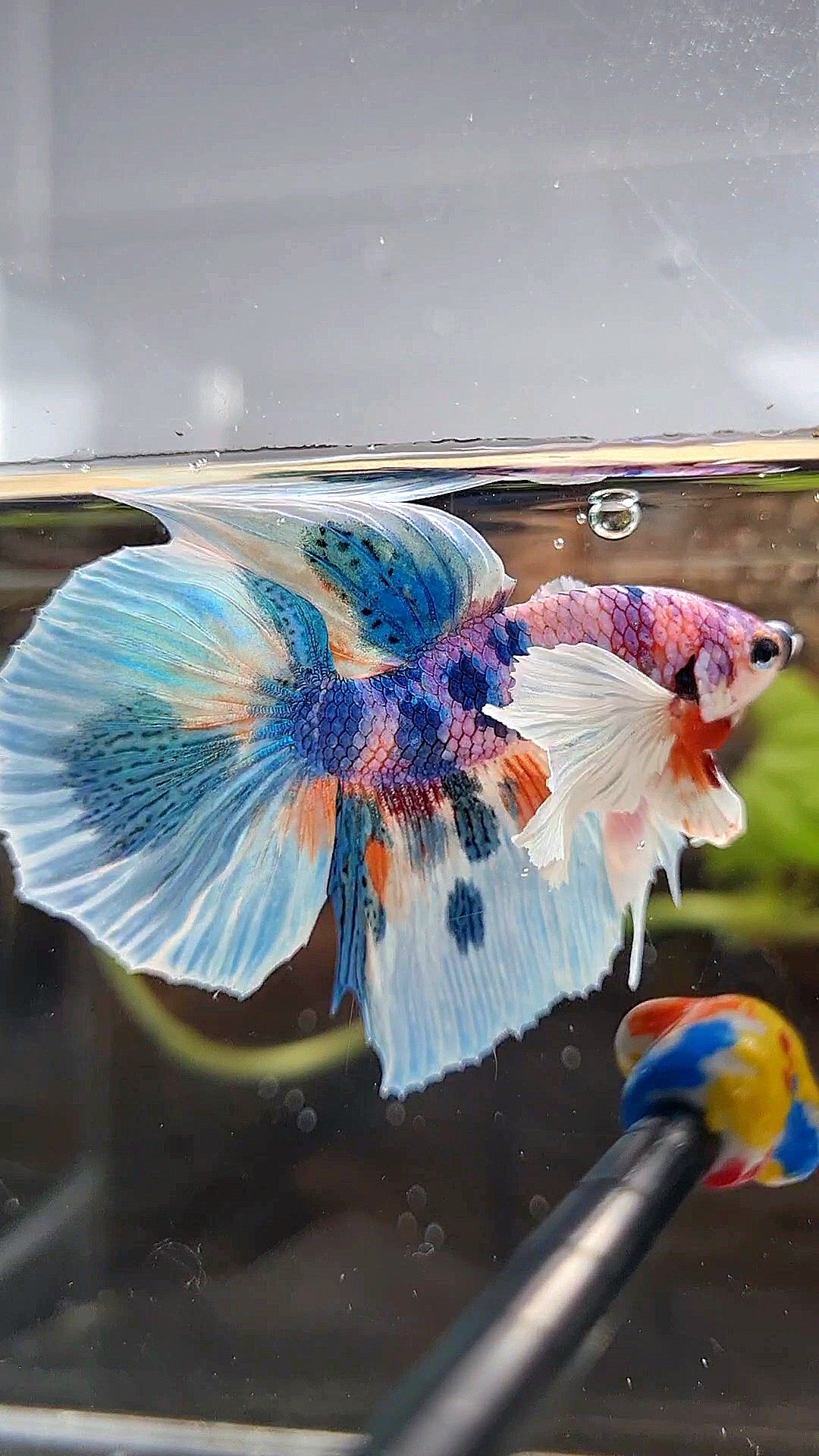 HALFMOON DUMBO EAR PURPLE CANDY BLUE MARBLE MULTICOLOR BETTA FISH