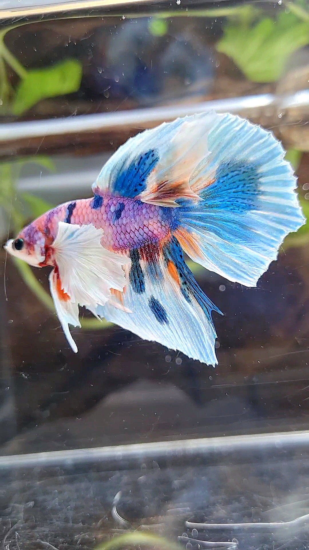 HALFMOON DUMBO EAR PURPLE CANDY BLUE MARBLE MULTICOLOR BETTA FISH