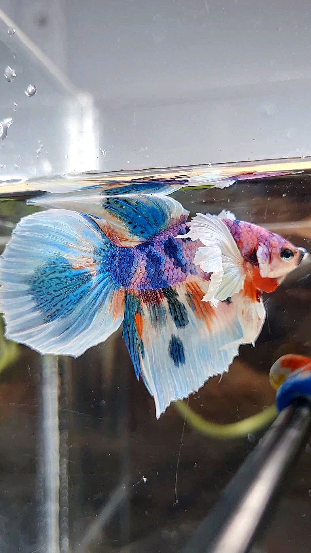 HALFMOON DUMBO EAR PURPLE CANDY BLUE MARBLE MULTICOLOR BETTA FISH