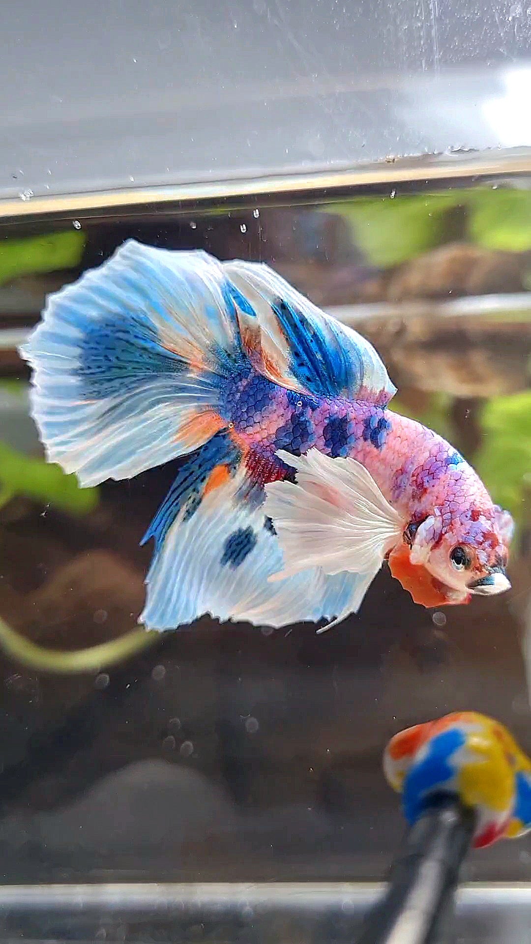 HALFMOON DUMBO EAR PURPLE CANDY BLUE MARBLE MULTICOLOR BETTA FISH