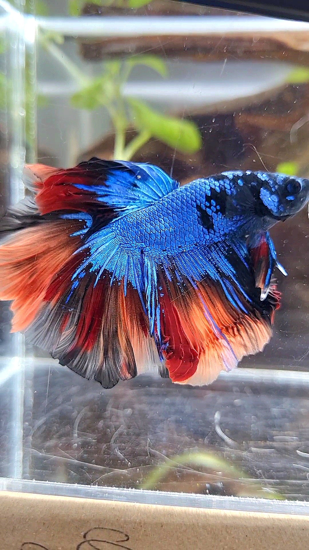 HALFMOON ROSETAIL BLUE BLACK NEMO AVATAR BETTA FISH