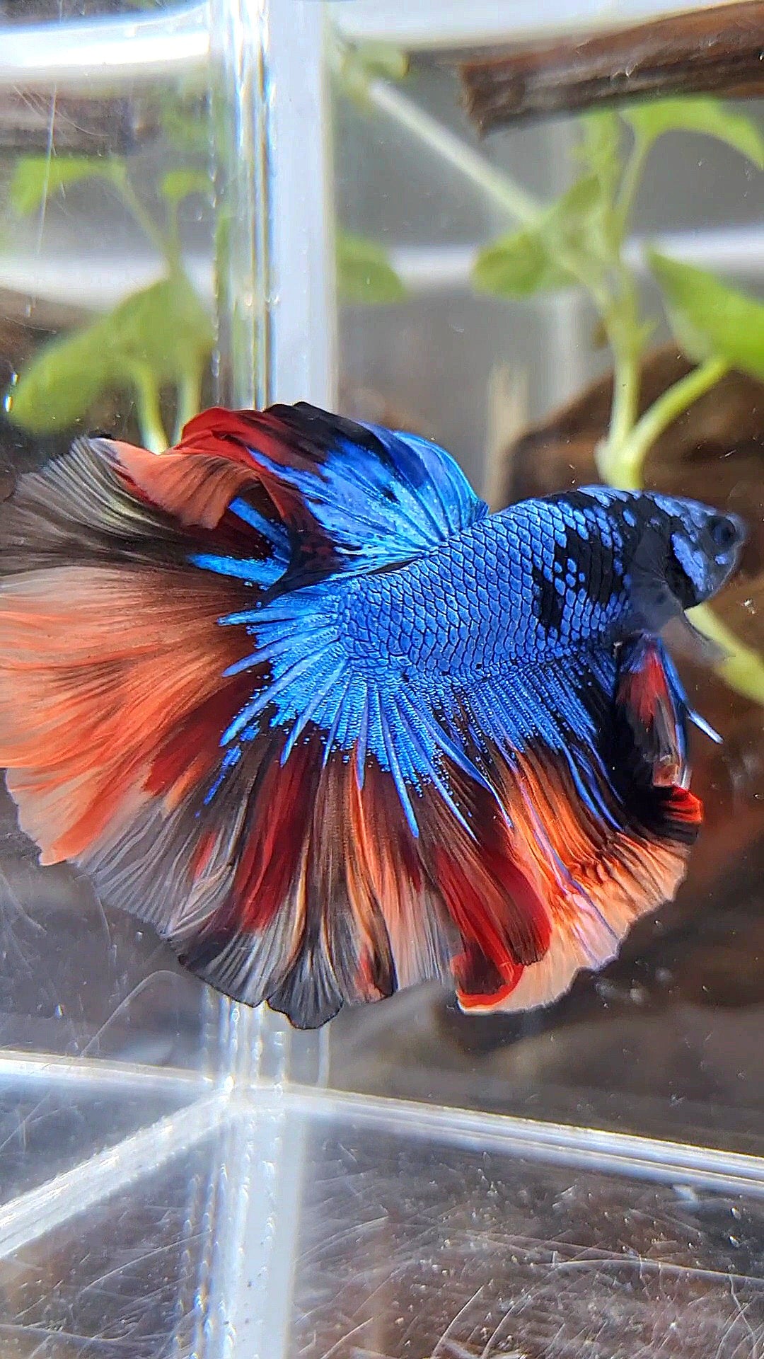 HALFMOON ROSETAIL BLUE BLACK NEMO AVATAR BETTA FISH