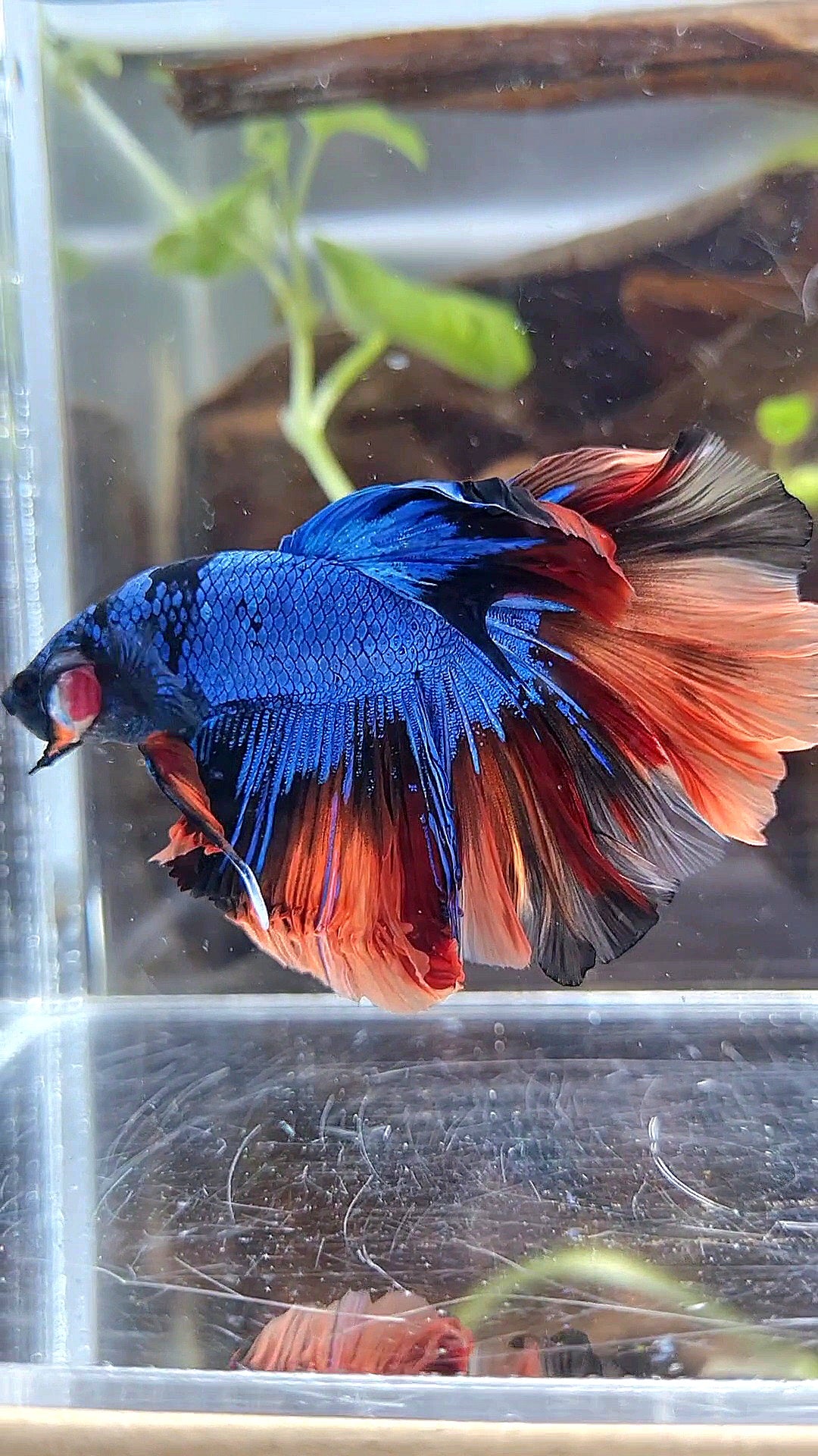 HALFMOON ROSETAIL BLUE BLACK NEMO AVATAR BETTA FISH
