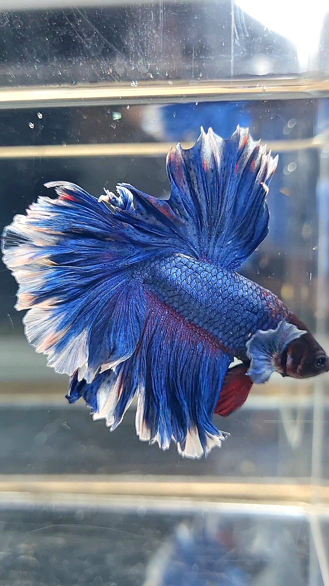 HALFMOON FEATHER TAIL BLUE BUTTERFLY BETTA FISH