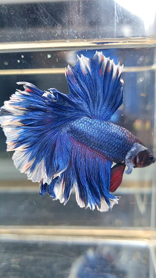 HALFMOON FEATHER TAIL BLUE BUTTERFLY BETTA FISH