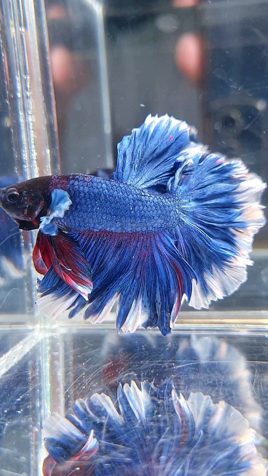 HALFMOON FEATHER TAIL BLUE BUTTERFLY BETTA FISH