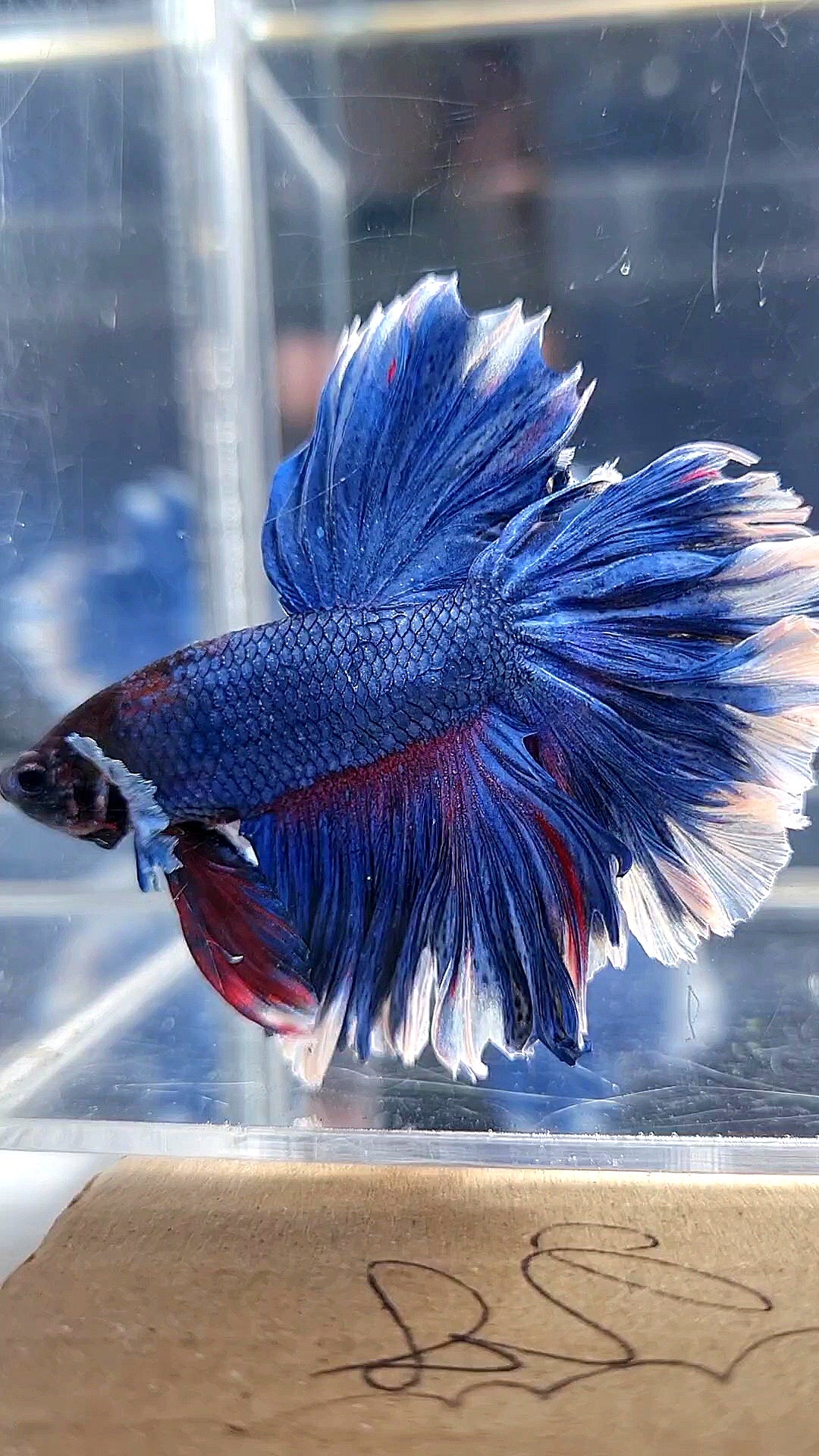 HALFMOON FEATHER TAIL BLUE BUTTERFLY BETTA FISH