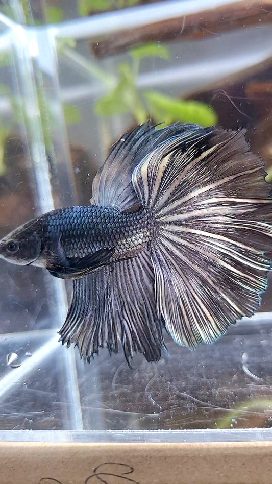 HALFMOON ROSETAIL COPPER DARK BETTA FISH