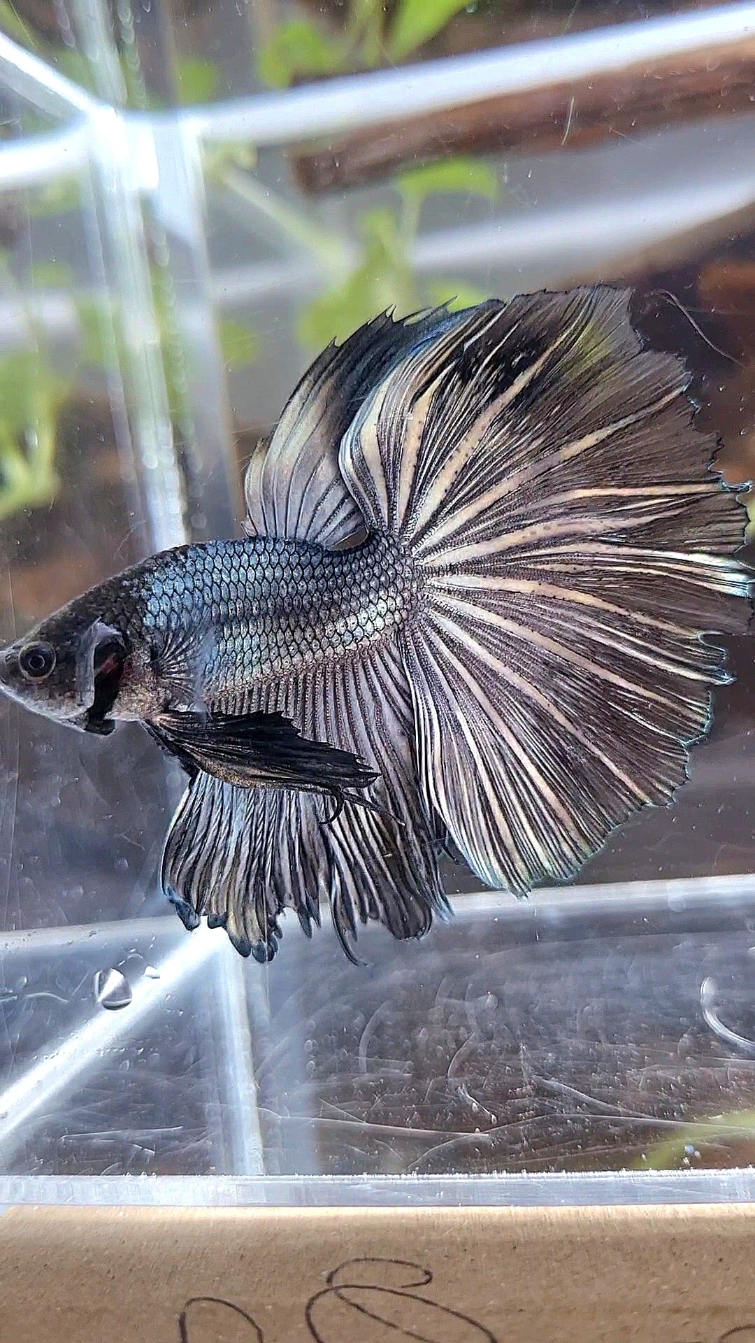 HALFMOON ROSETAIL COPPER DARK BETTA FISH