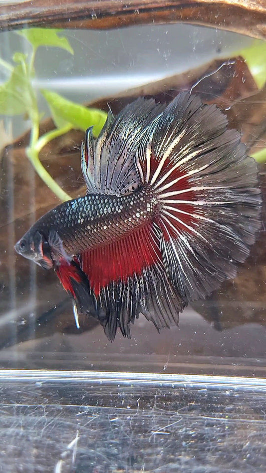 HALFMOON ROSETAIL BLACK COPPER RED BETTA FISH