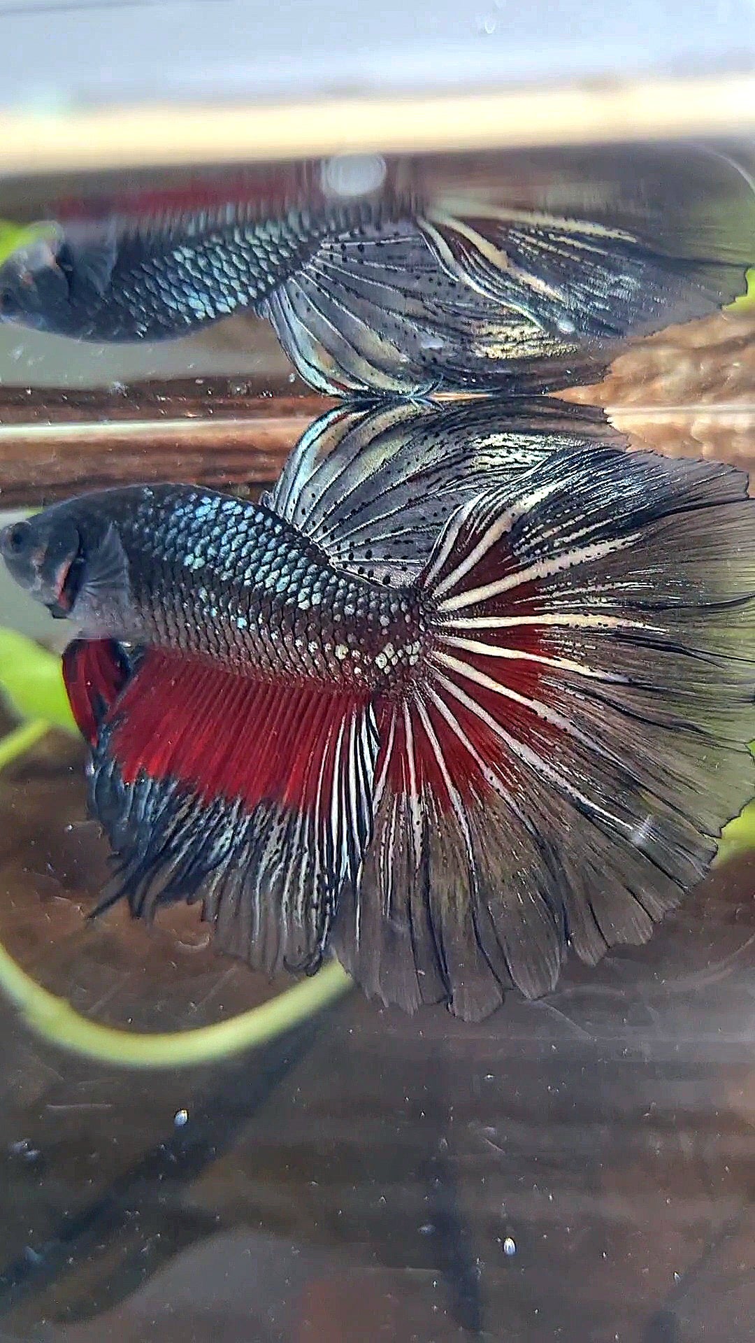 HALFMOON ROSETAIL BLACK COPPER RED BETTA FISH