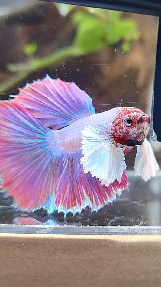 HALFMOON DUMBO EAR PINK UNICORN BETTA FISH