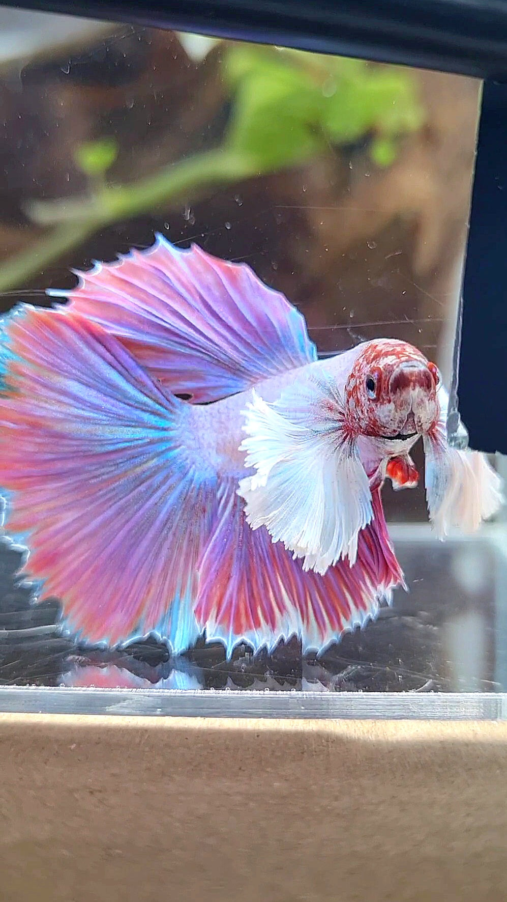 HALFMOON DUMBO EAR PINK UNICORN BETTA FISH