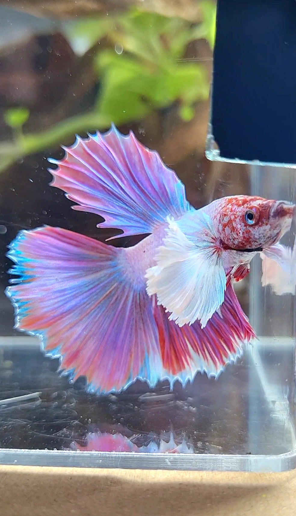 HALFMOON DUMBO EAR PINK UNICORN BETTA FISH
