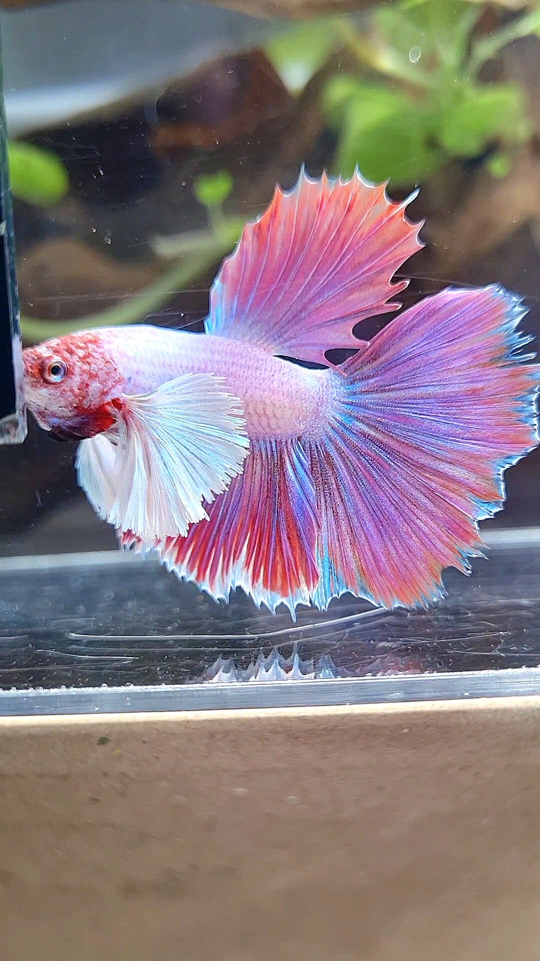 HALFMOON DUMBO EAR PINK UNICORN BETTA FISH