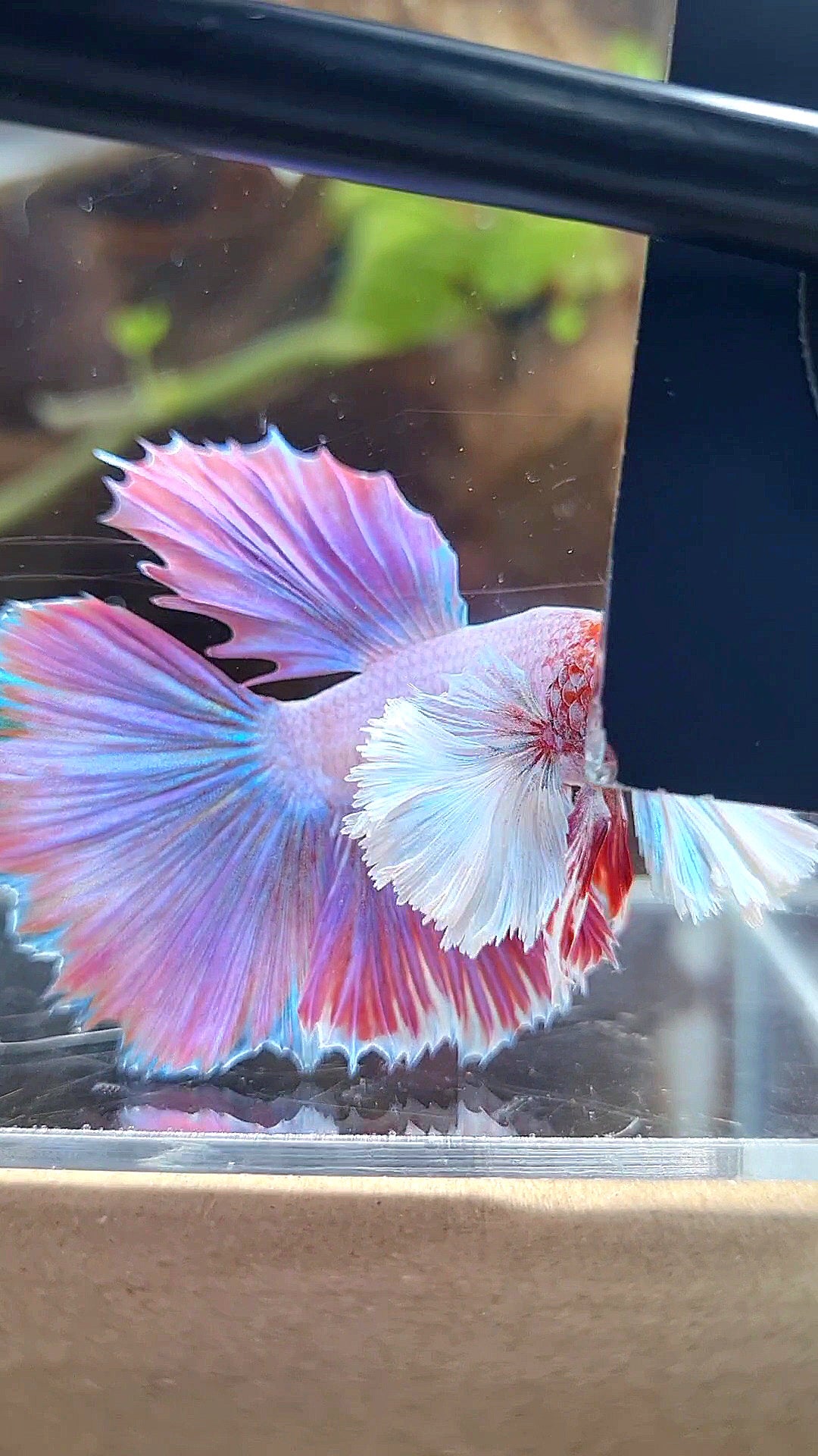 HALFMOON DUMBO EAR PINK UNICORN BETTA FISH