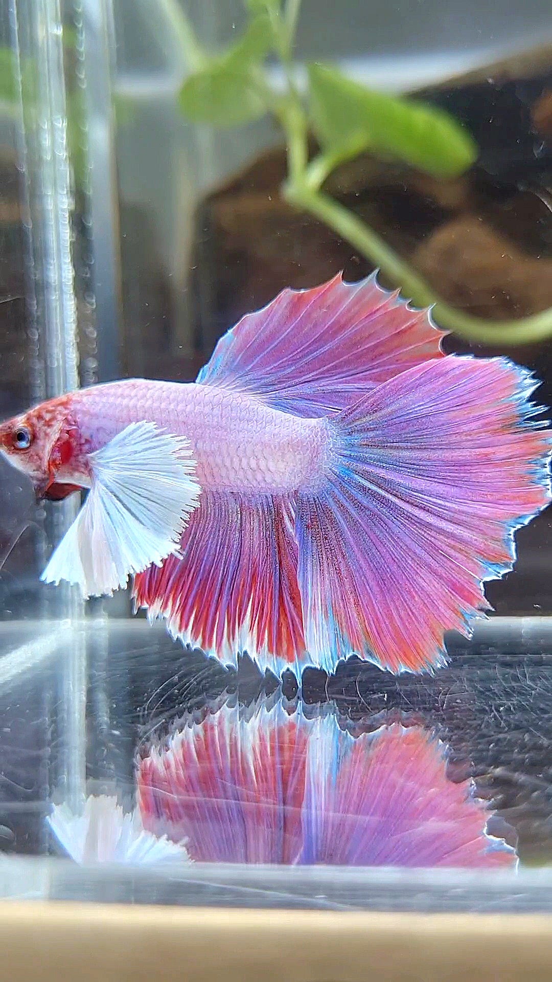 HALFMOON DUMBO EAR PINK UNICORN BETTA FISH