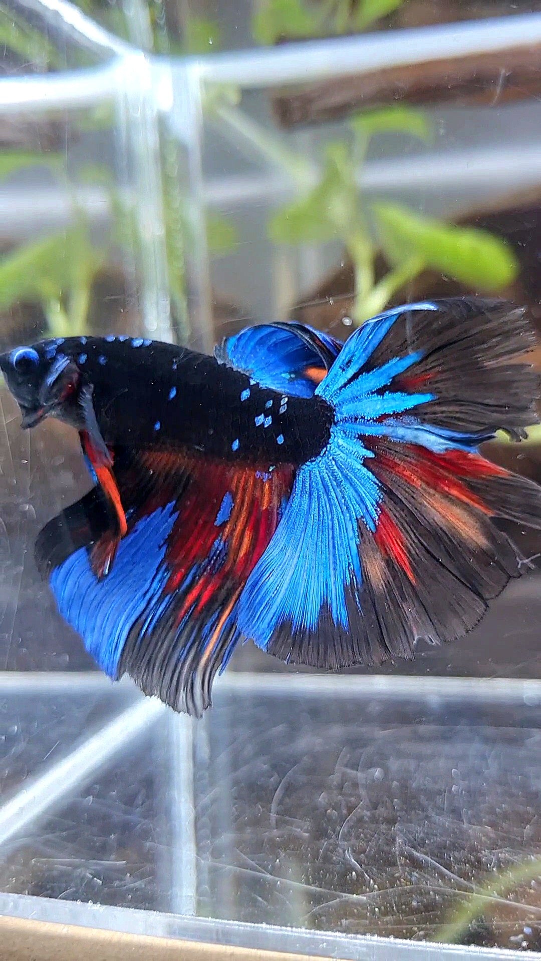 HALFMOON ROSETAIL BLACK GALAXY AVATAR VARIATION BETTA FISH