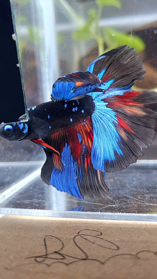 HALFMOON ROSETAIL BLACK GALAXY AVATAR VARIATION BETTA FISH