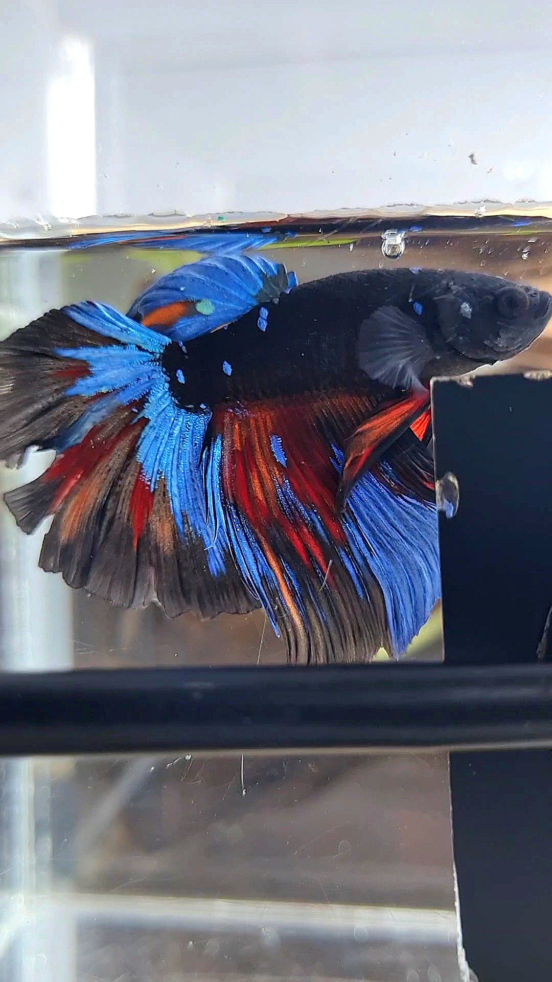 HALFMOON ROSETAIL BLACK GALAXY AVATAR VARIATION BETTA FISH